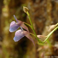 Utricularia graminifolia Vahl